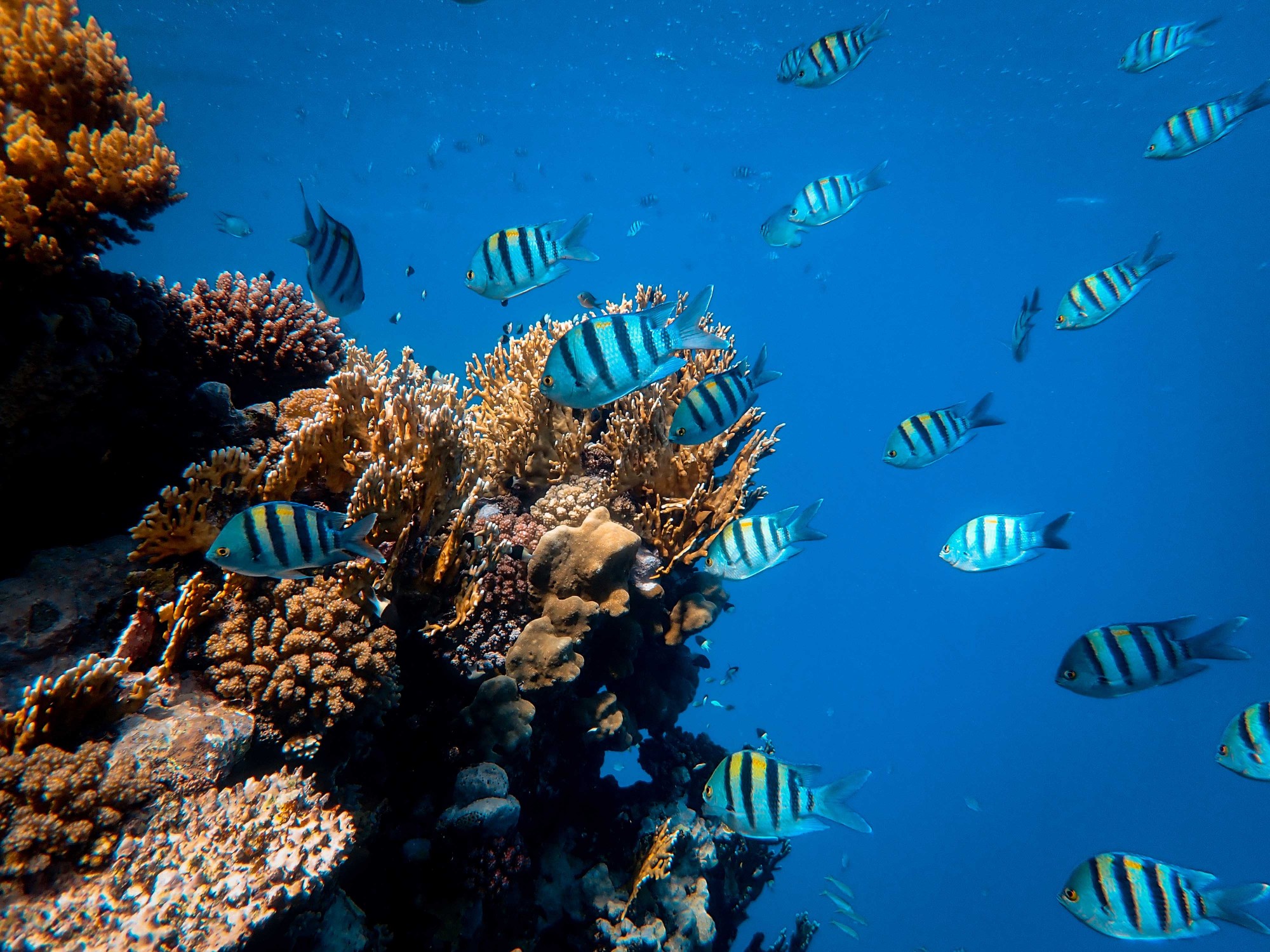 Read more about the article Researchers design bionic 3D printed corals that could help energy production and coral reefs (ForgePress)