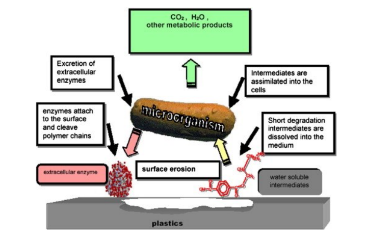 You are currently viewing 3D Printing with Bioplastics: Engineering Biodegradable PHA Blends (3dPrint.com)